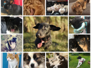 Read more about the article Fundacja chce stworzyć Raj Ogonów. Możesz wesprzeć pomysł