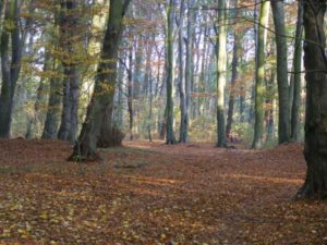 Read more about the article 468 drzew zostanie wyciętych z parku im. A. Fredry. „To głównie samosiejki i chore drzewa”