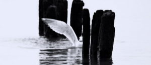 Read more about the article Piątek, SAN Galery, wernisaż zdjęć E. Waszczuk, godz. 18, wstęp wolny