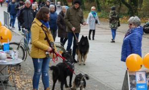 Read more about the article Kwesta na Raj dla Ogonów. Wolontariuszki zapowiadają kolejne tego typu akcje (zdjęcia)