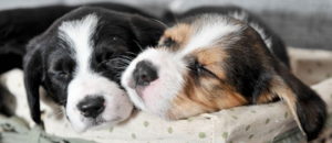 Read more about the article Niedzielna kwesta z Ogonami. Będziemy zbierać pieniądze na raj dla zwierząt