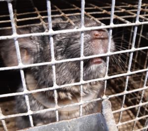 Read more about the article „Ogony” ratują szynszyle. Możesz pomóc. Potrzebne są domy tymczasowe, leki, pokarm…