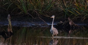 Read more about the article Ekopark Wschodni w obiektywie: czapla