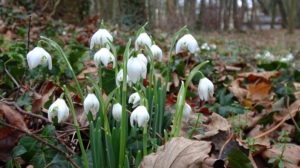 Read more about the article W parkach kwitnie już śnieżyczka przebiśnieg. Wiosna na horyzoncie? (zdjęcia)
