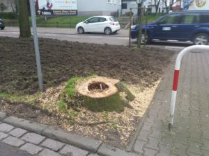 Read more about the article Trwa wycinka obumarłych drzew z Alei Św. Jana Pawła II