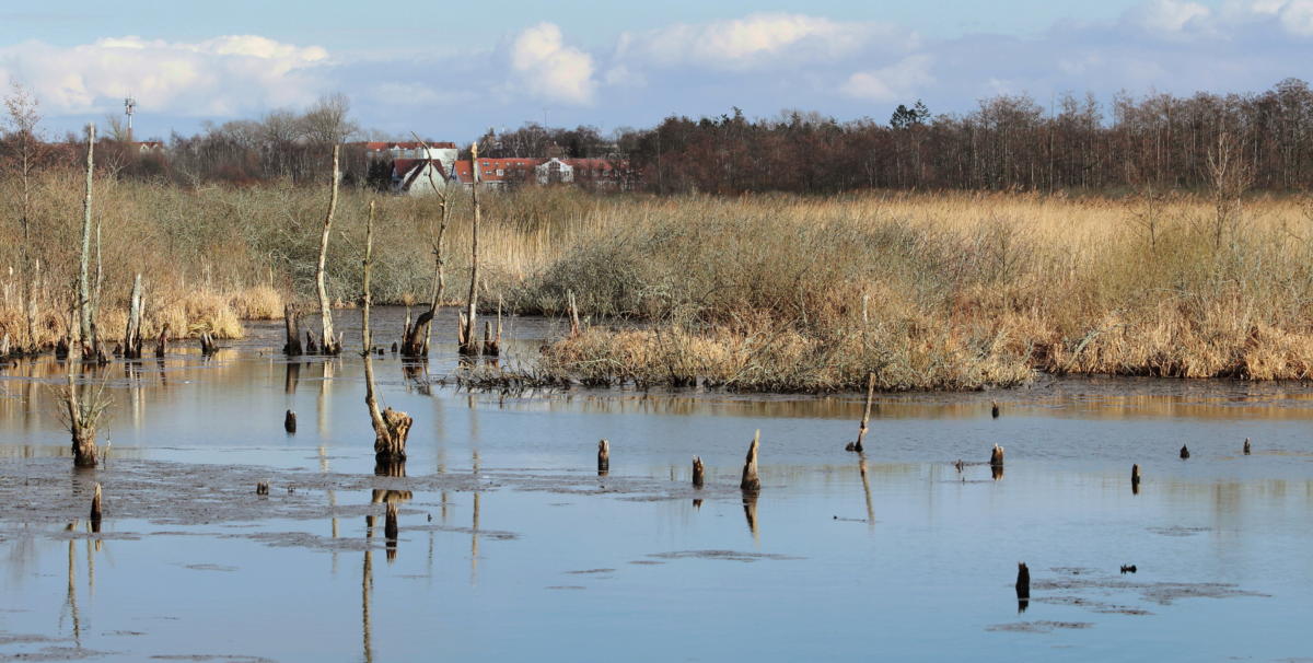 You are currently viewing Prezydent Kołobrzegu zaprasza na konsultacje w sprawie Ekoparku Wschodniego