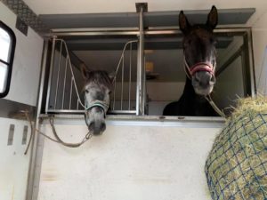 Read more about the article Dwie uratowane klacze dotarły na miejsce. Poznajcie Falę i Szumkę! (wideo)