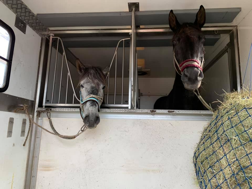 You are currently viewing Dwie uratowane klacze dotarły na miejsce. Poznajcie Falę i Szumkę! (wideo)