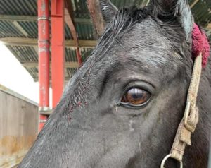 Read more about the article Dwie klacze w drodze do bezpiecznego domu w powiecie kołobrzeskim. Zostały uratowane dzięki publicznej zbiórce