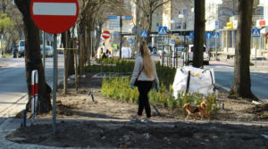 Read more about the article Pierwsze sadzonki ozdobnego bukszpanu powędrowały do gruntu