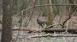 Read more about the article Opustoszałe parki przyciągają dzikie zwierzęta (ZDJĘCIA)