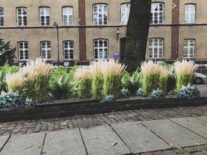 Read more about the article Kołobrzeg wraca do przedwojennych pomysłów na nasadzenia ozdobne. Będą m.in. róże ogrodowe i parzydło leśne