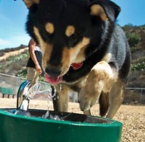 Read more about the article Sympatyczna i ważna inicjatywa. Radny chce, by w Kołobrzegu pojawiły się wolnostojące poidełka dla zwierząt