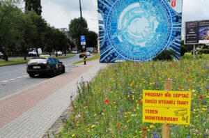 Read more about the article Dzika łączka przy ruchliwej ulicy kwitnie w najlepsze. Zasiała ją Kołobrzeska Spółdzielnia Mieszkaniowa