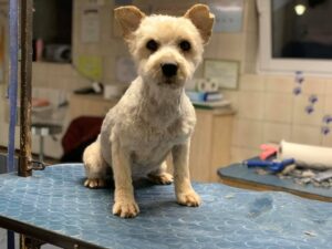 Read more about the article Fundacja Ogon do Góry zbiera na inkubator dla zwierząt. Ile może być warta szansa na przeżycie?