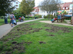 Read more about the article Inwazja dzików. Nie ma chyba dobrej metody na pozbycie się tych niechcianych gości