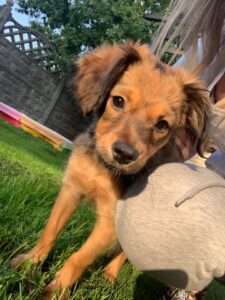 Read more about the article Mężczyzna bił szczeniaka. Psa uratowali sąsiedzi, a fundacja składa zawiadomienie na policję