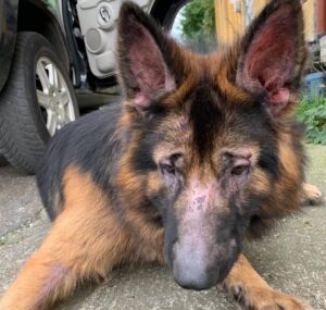 Read more about the article Bryś potrzebuje leczenia i domu. Fundacja apeluje o pomoc w ratowaniu rocznego owczarka