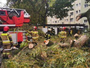 Read more about the article Duże drzewo złamało się pod naporem silnego wiatru. Upadając uszkodziło cztery parkujące obok samochody (ZDJĘCIA)