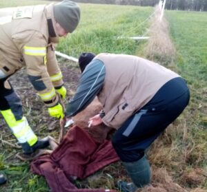Read more about the article Strażacy uratowali jelenia. Zwierzę zaplatało się porożem w ogrodzenie
