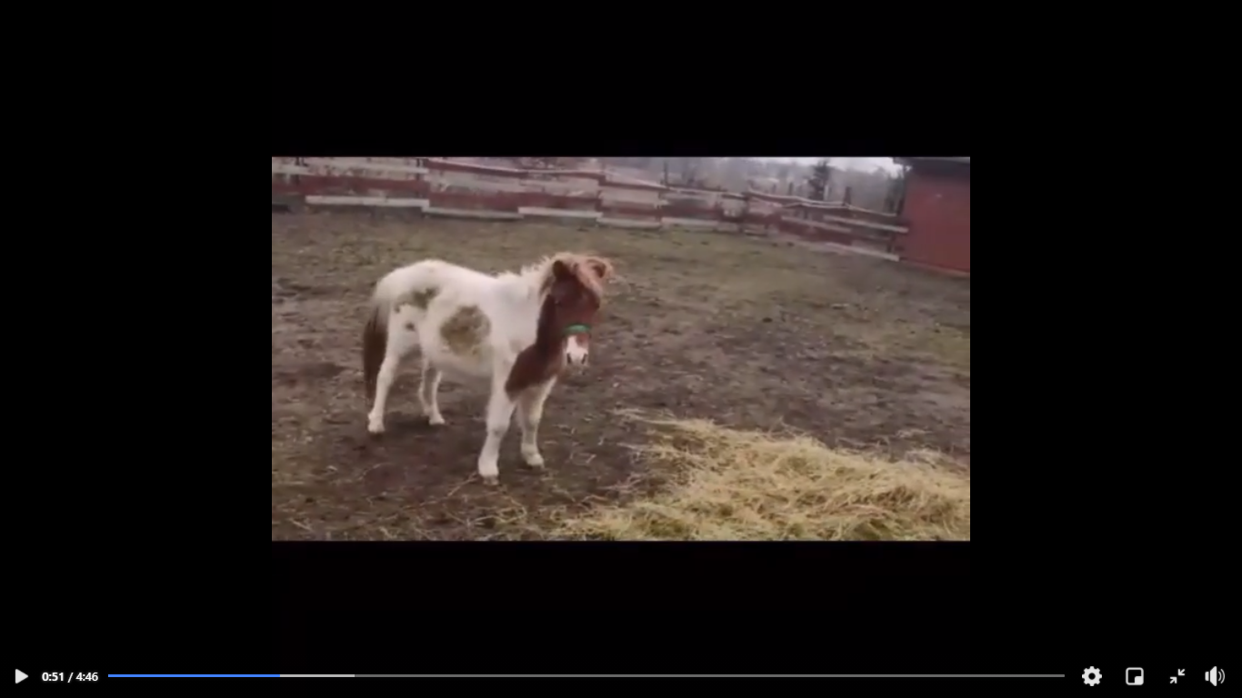 You are currently viewing Pierwsze od 8 miesięcy spotkanie Pączka i Chmurki. Kuce miały trafić do rzeźni