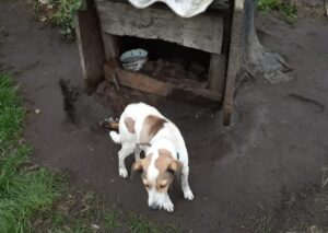 Read more about the article Żył w lichej budzie uwiązany na krótkim łańcuchu. Obok stała miska z zamarzniętą wodą. Pomóż