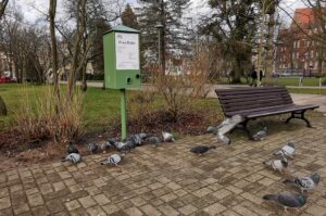 Read more about the article Ptasie Bufety stanęły w Kołobrzegu. Wydają karmę za darmo, skończmy więc z  karmieniem ptaków bułkami