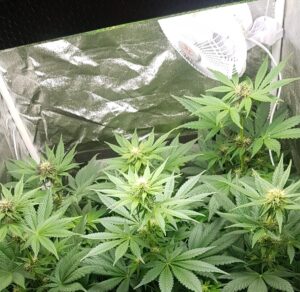 Read more about the article 25-latek z Kołobrzegu uprawiał w wynajmowanym mieszkaniu marihuanę