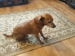 Read more about the article Policjanci pomogli psu, który został potrącony przez samochód. Dziś Odi dochodzi do siebie w domu