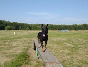 Read more about the article Oto Macher, wraz z trzema innymi owczarkami służy w kołobrzeskiej policji. Zmiany prawa mają im zapewnić państwową emeryturę