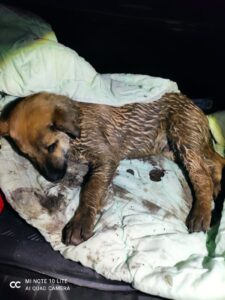 Read more about the article Policjanci uratowali szczeniaka. Utknął w rowie, z którego nie umiał się wydostać