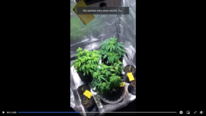 Read more about the article Uprawiał marihuanę w… piwnicy. Kolejnych sześć osób wpadło z narkotykami  (WIDEO)