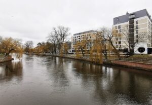 Read more about the article Wycinka chorych i obumarłych drzew. Wśród nich 18 sztuk przy ul. Szpitalnej