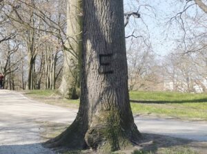 Read more about the article Ktoś namalował litery na drzewach układające się w antypisowskie hasło. Sprawa trafi na policję