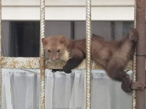 Read more about the article Kuna w tarapatach. Pomogli strażacy