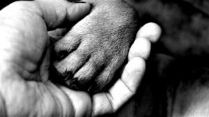 Read more about the article Czy w Kołobrzegu mógłby powstać cmentarz dla zwierząt domowych? Dziś jedyna dostępna opcja to utylizacja