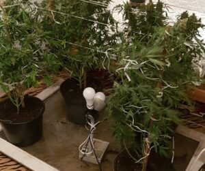 Read more about the article Nielegalna uprawa konopi na ogródkach działkowych