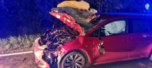 Read more about the article Nocne zderzenie z łosiem na drodze krajowej nr 11