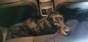 Read more about the article Wystraszony pies znalazł schronienie w policyjnym radiowozie