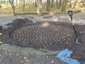 Read more about the article Te białe kropki na zdjęciu, to cebulki krokusów. Posadzono ich w Kołobrzegu 71 tysięcy. Sprawdź, gdzie