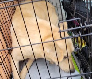 Read more about the article Trzy psy z głośnej interwencji w Bystrym, trafiły do Kołobrzegu. Potrzebna pomoc