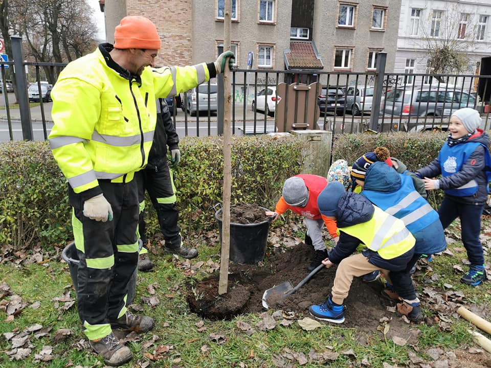 You are currently viewing Na osiedlu Ogrody posadzono dziś 15 platanów, a w ogródku Jordanowskim katalpy