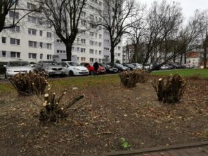 Read more about the article Na skwerze w centrum trwają porządki. Wczesną wiosną zostanie tu posadzonych 12 gatunków kolorowych krzewów i drzew