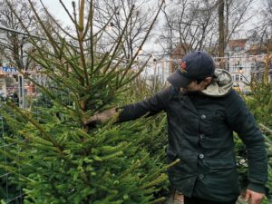 Read more about the article Gdzie udać się po choinkę? Ile kosztują w tym roku drzewka? Odpowiadamy