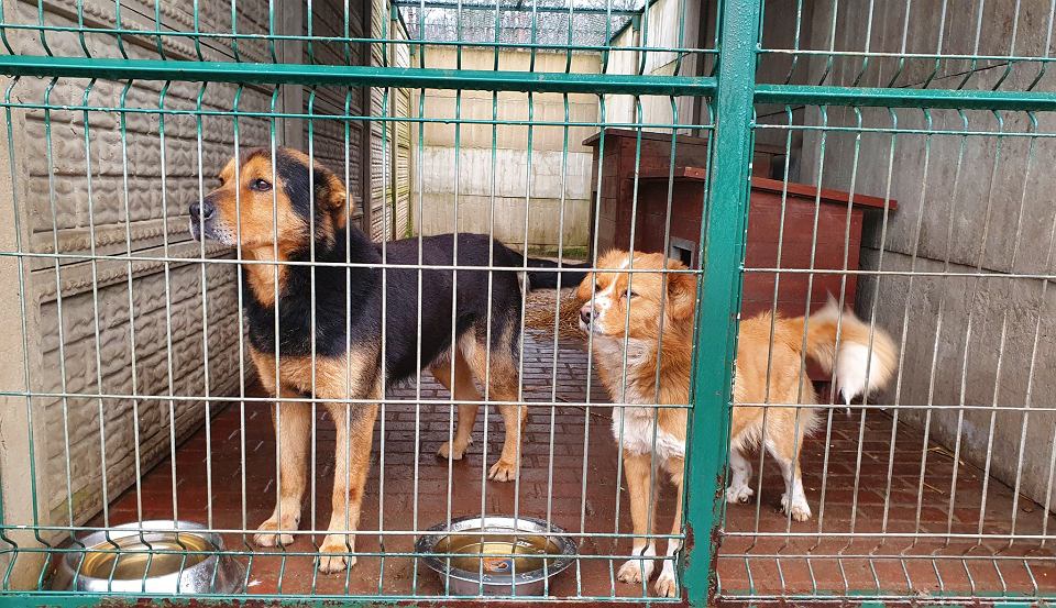 You are currently viewing 11 psów z owianego złą sławą schroniska trafiło do Kołobrzegu