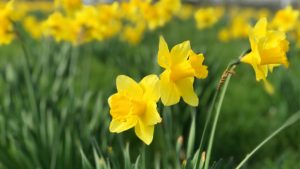 Read more about the article W niedzielę Pola Nadziei, akcja wspierająca kołobrzeskie hospicjum