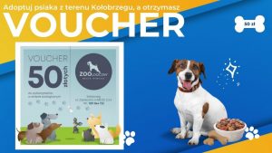 Read more about the article Adoptuj świadomie! Voucher na zakupy w sklepie zoologicznym dla osób, które przygarną psa
