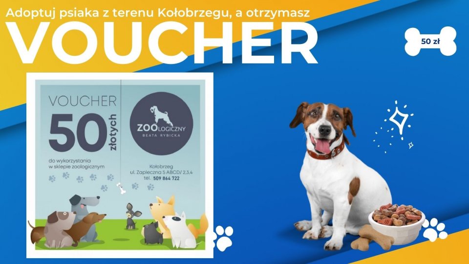 You are currently viewing Adoptuj świadomie! Voucher na zakupy w sklepie zoologicznym dla osób, które przygarną psa