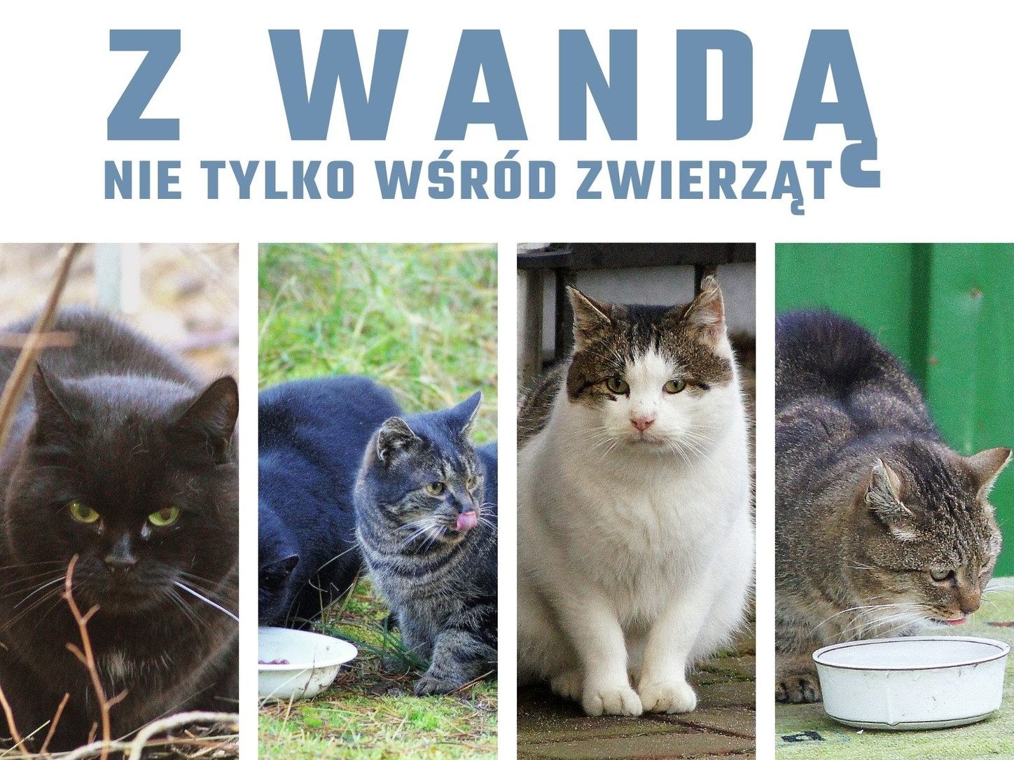 You are currently viewing 9 kwietnia, biblioteka, spotkanie  „Z Wandą nie tylko wśród zwierząt”, godz. 16, wstęp wolny