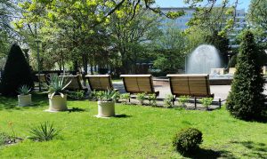 Read more about the article Agawy wróciły po zimie na skwer 18 Marca